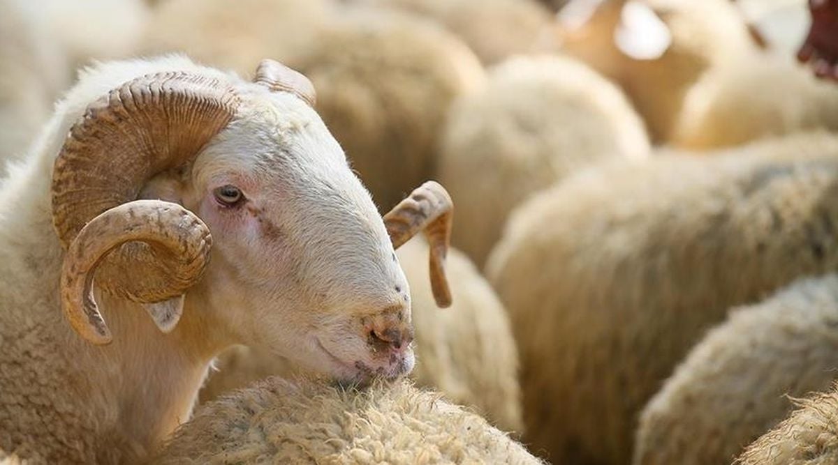 Bayram 9 gün oldu mu, Kurban Bayramı 9 güne uzatıldı mı?