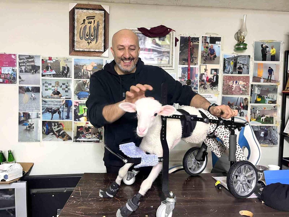 Demir ustası felçli canlara 'umut' oluyor: 9 yılda bin hayvanı ayağa kaldırdı