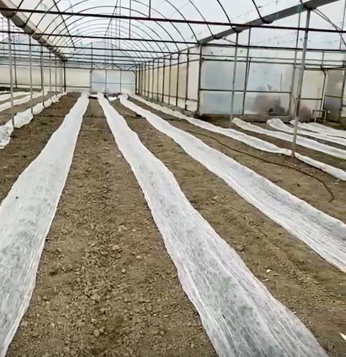 Don uyarısına karşı seracılardan tüllü önlem