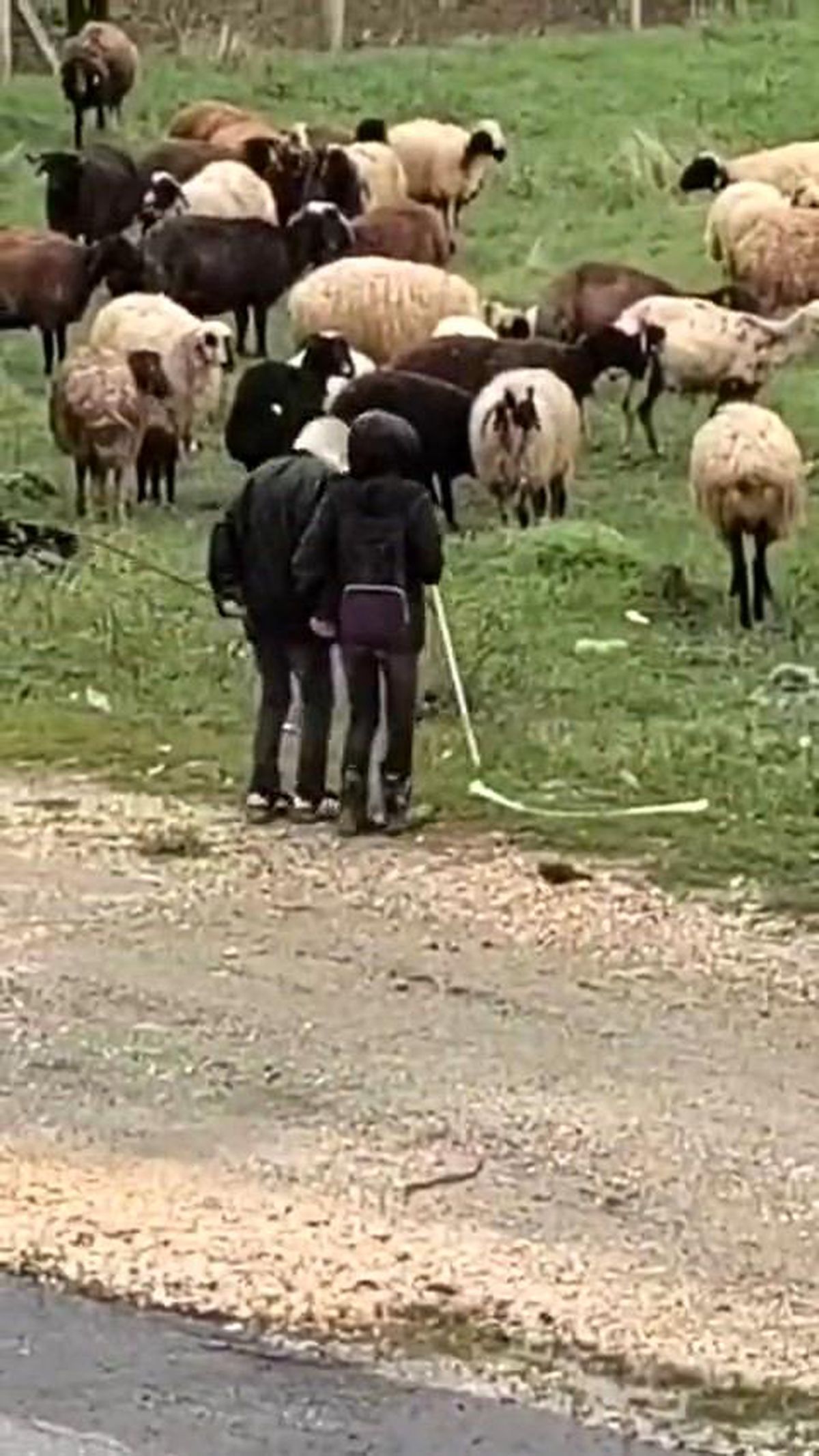 Elazığ'da minik çobanların sürü başında halayı