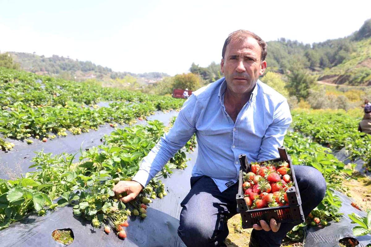 Hatay'da çilek hasadı başladı