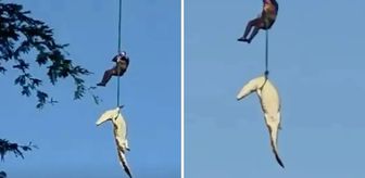 Helikopterle timsah avı: İnsan yiyen canavarı nehirden böyle çıkardılar