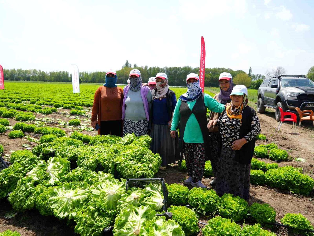 Iğdır'da sezonun ilk hasadı marulla başladı
