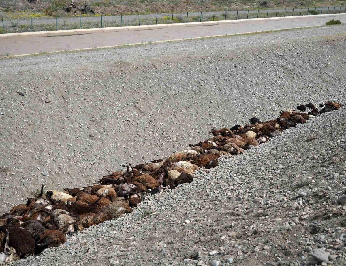 Iğdır'daki arı saldırısının ardından bölgede hasar tespiti sürüyor
