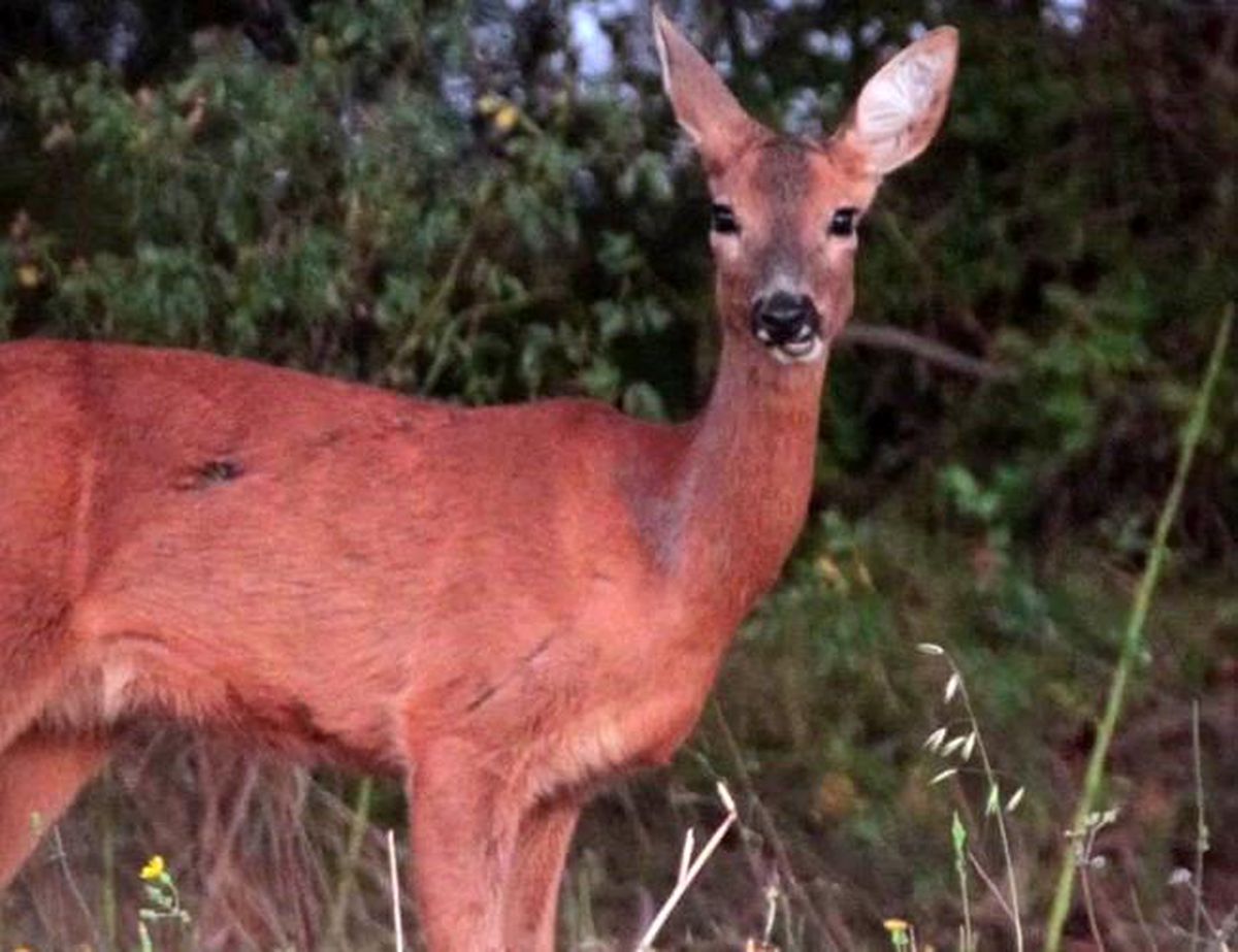 Karaca tarlada otlandı, kurt ise kar altında yiyecek aradı