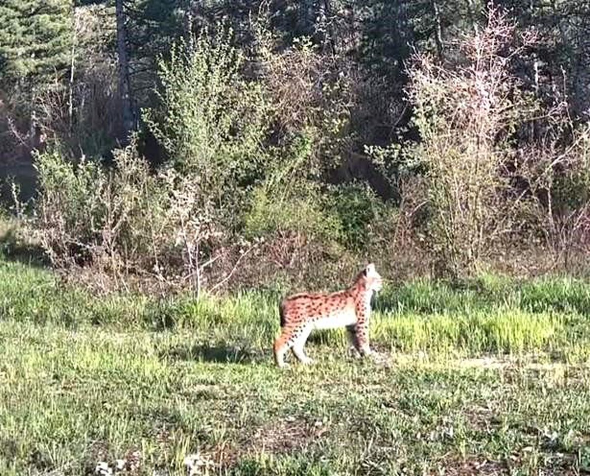 Ovacık'ta nadir tür vaşak fotokapana yansıdı