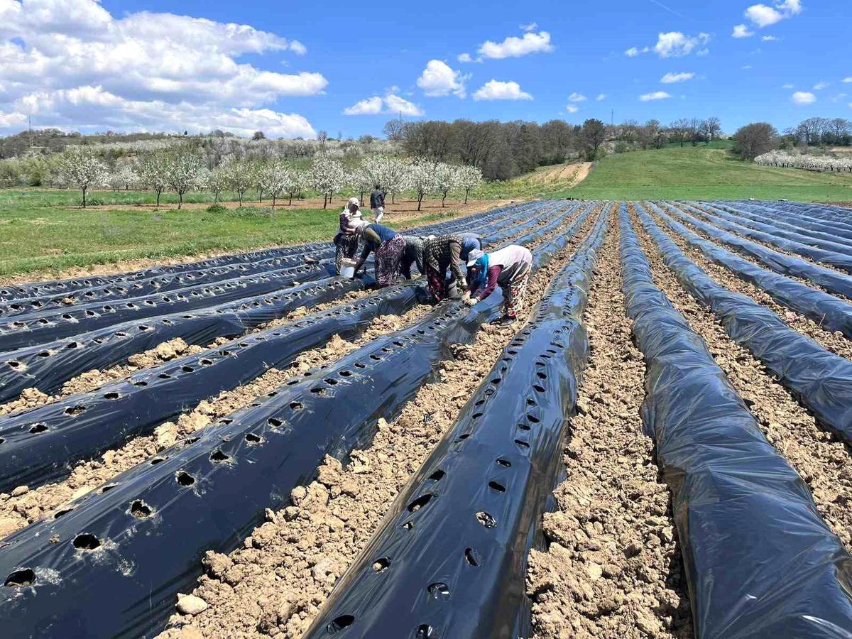 Pazarlar'da çilek üretimine destek