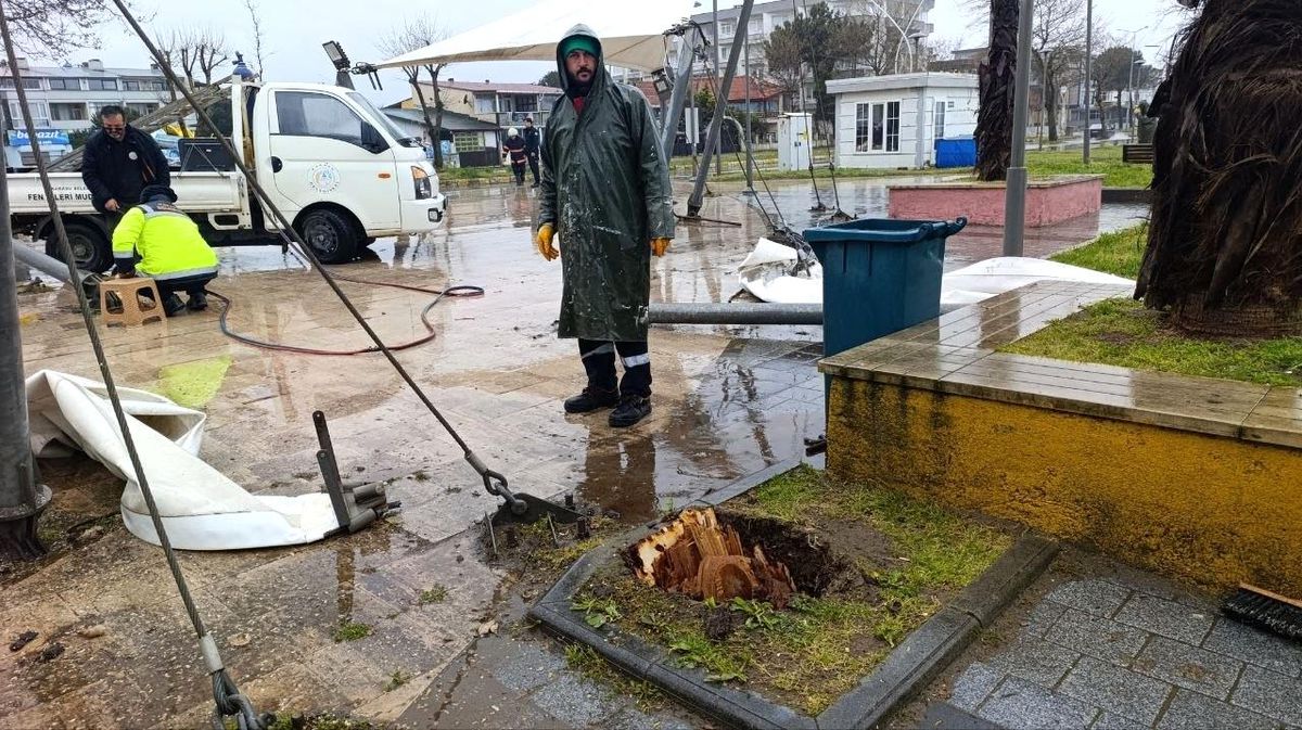Sakarya'da 25 metrelik kavak ağacı şiddetli rüzgara dayanamadı