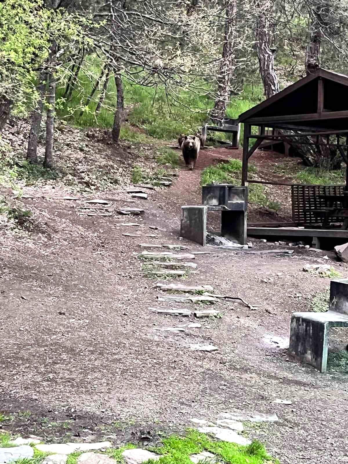 Soğuksu Milli Parkı'nda ayı ailesi görüntülendi