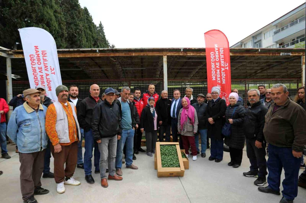500 bin ata tohumundan üretilen fideler toprakla buluşuyor