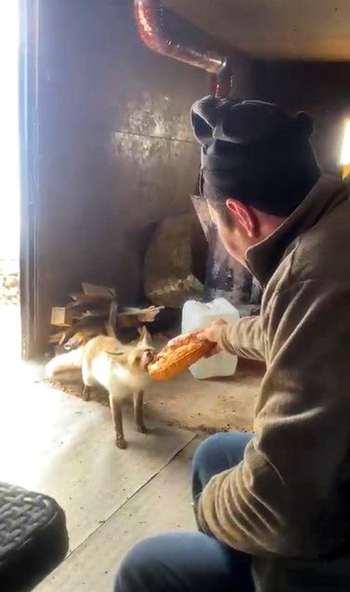 Ahlat'ta tilki ile işçilerin dostluğu gülümsetiyor