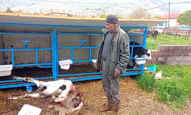 basibos kopekler buzagiyi parcaladi 19804697 o