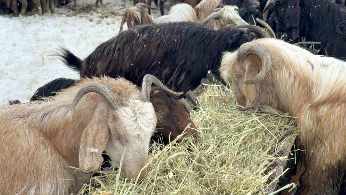 Besici çiftin mayıs karında zorlu mesaisi
