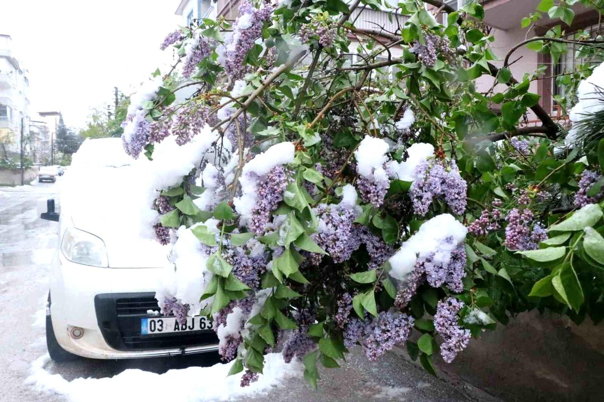 Çiçek açan ağaçlar kar altında kaldı