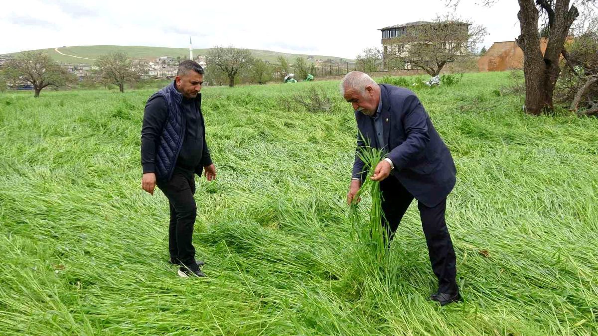 Hububatı 'süper hücre' vurdu