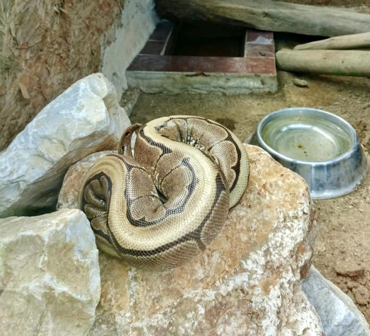 Ordu'da yasa dışı bulundurulan piton ele geçirildi