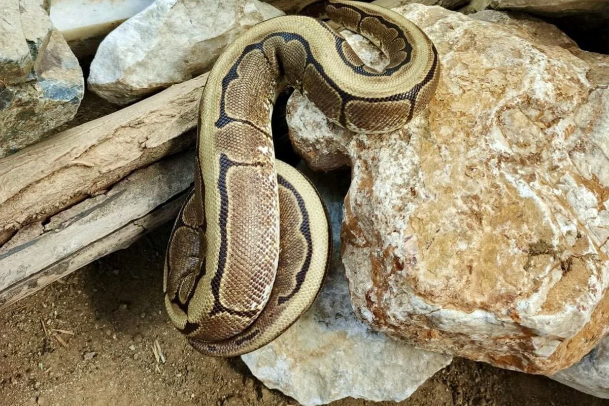 Ordu'da yasa dışı bulundurulan piton ele geçirildi