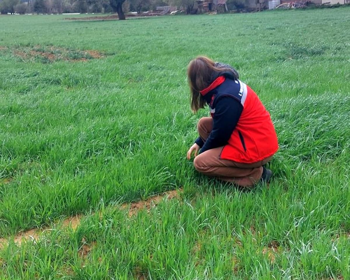 Uşak İl Tarım ve Orman Müdürlüğü ekiplerince sarı pas hastalığına karşı üreticileri bilgilendirdi