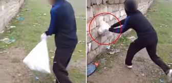 Van'da bir grup çocuk kediye böyle eziyet etti! Çuvala koyup duvara vurdular