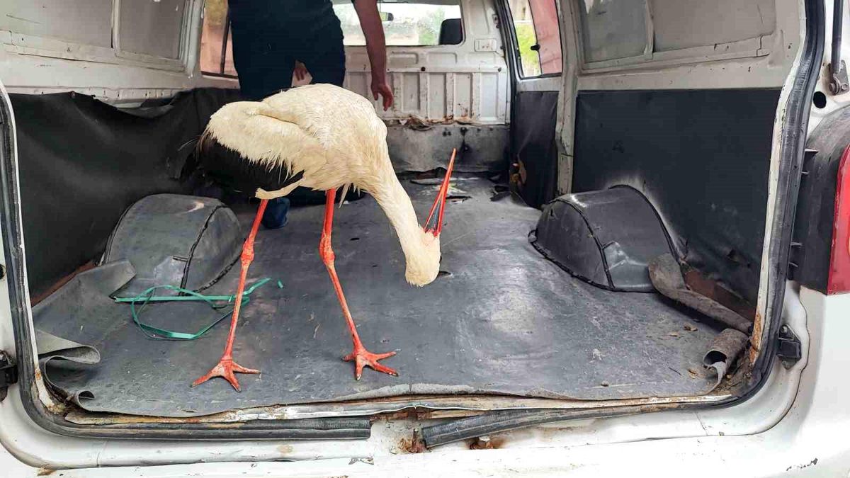 Adana'da yaralı leyleğe vatandaş sahip çıktı