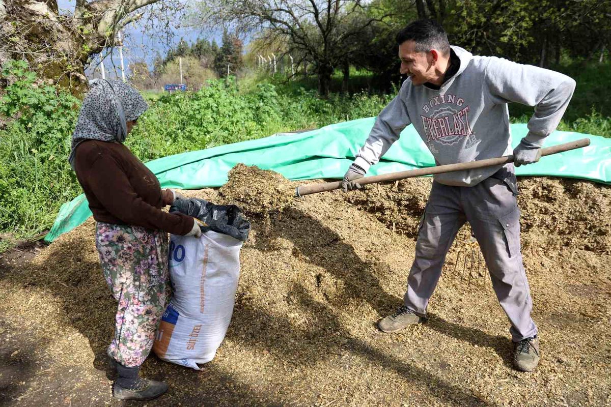 Aydın'da bahar bereketi, yağışlar hayvancılık sektörüne yaradı