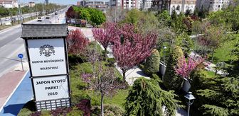 Sakuralar İçin Japonya’ya Gitmenize Gerek Yok; Konya’da Sakura Mevsimi Başladı