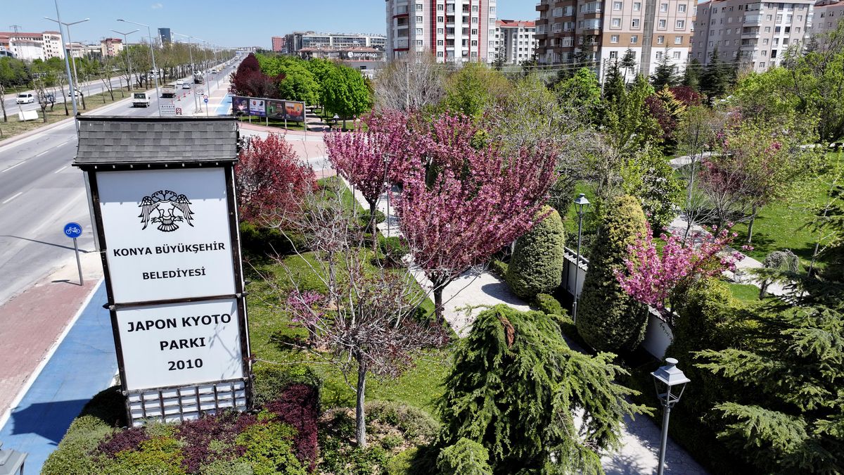 Sakuralar İçin Japonya’ya Gitmenize Gerek Yok; Konya’da Sakura Mevsimi Başladı