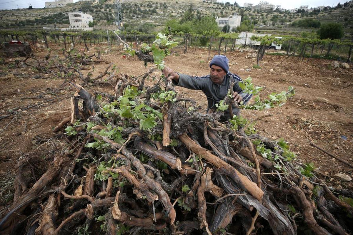 Albüm: İsrail Güçleri, Batı Şeria'da Filistinlilere Ait Üzüm Asmalarını Kökünden Söktü