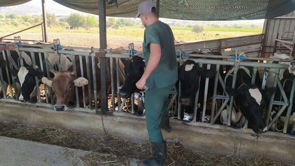 Aydın'da 17 Mahallede Şap Hastalığı Nedeniyle Karantina Tedbirleri Alındı
