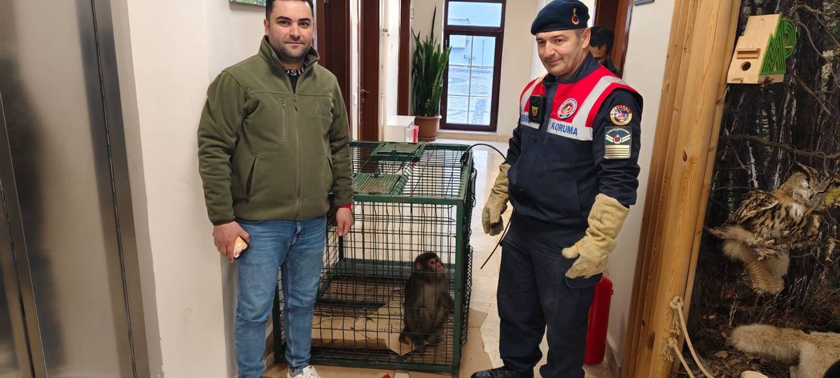 Köy yolunda bulunan 'Hint şebeği' cinsi maymun koruma altına alındı
