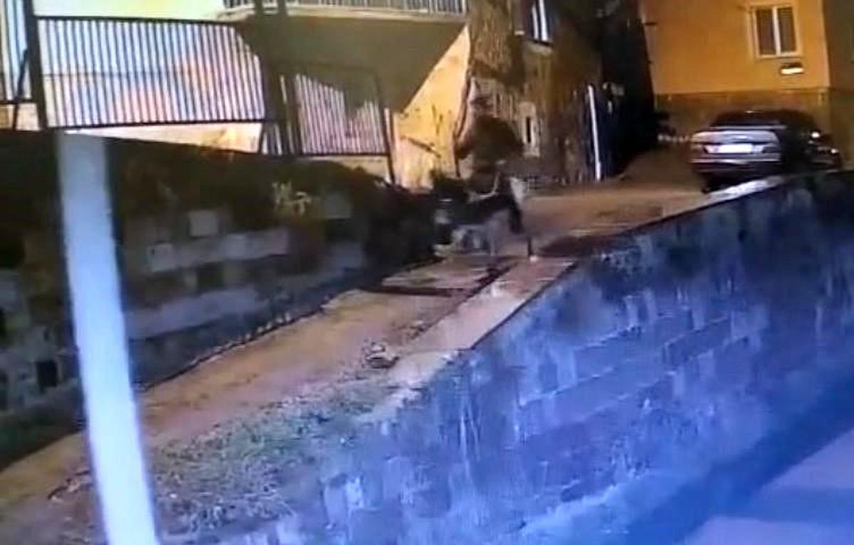 Altınları çalıp eşekle kaçan sanığa 9 yıl 7 ay hapis cezası