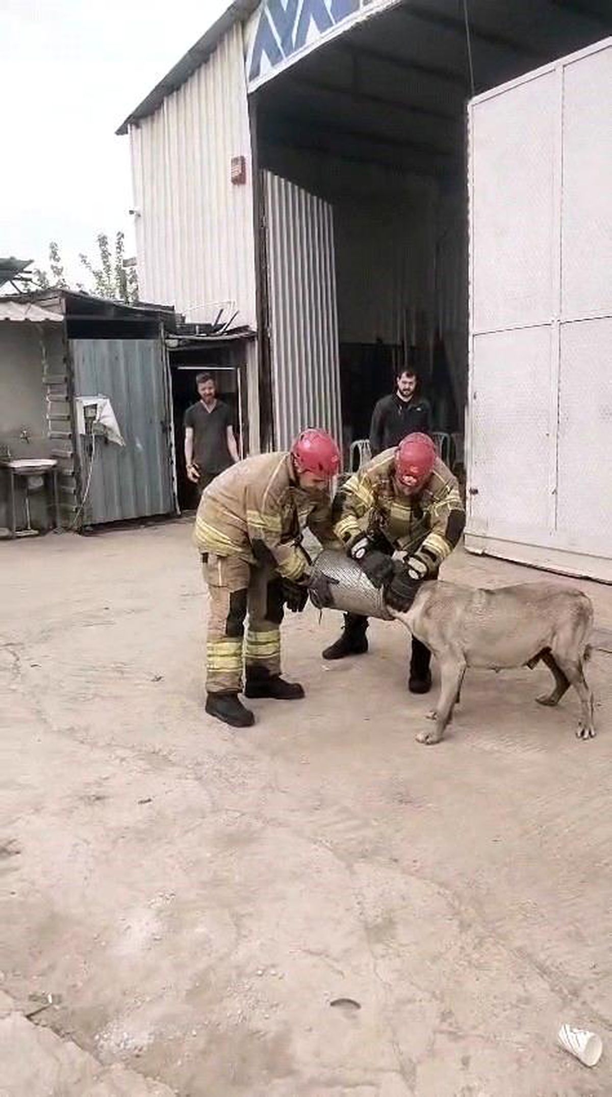 Hava filtresine sıkışan köpek kurtarıldı