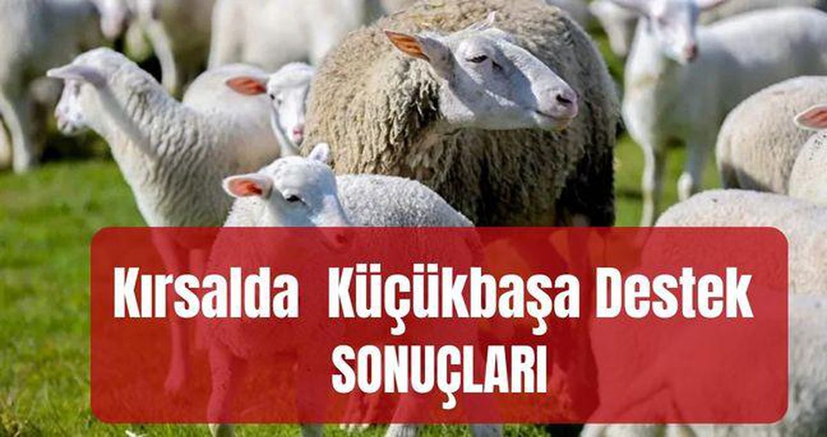 Kırsalda Bereket Küçükbaşa Destek Projesi SONUÇLARI: Kırsalda Bereket Küçükbaşa Destek Projesi sonuçları a...