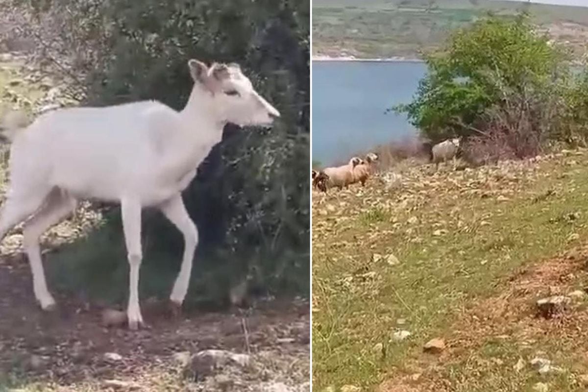Elazığ'da beyaz ala geyik bu kez koyun sürüsünde görüldü