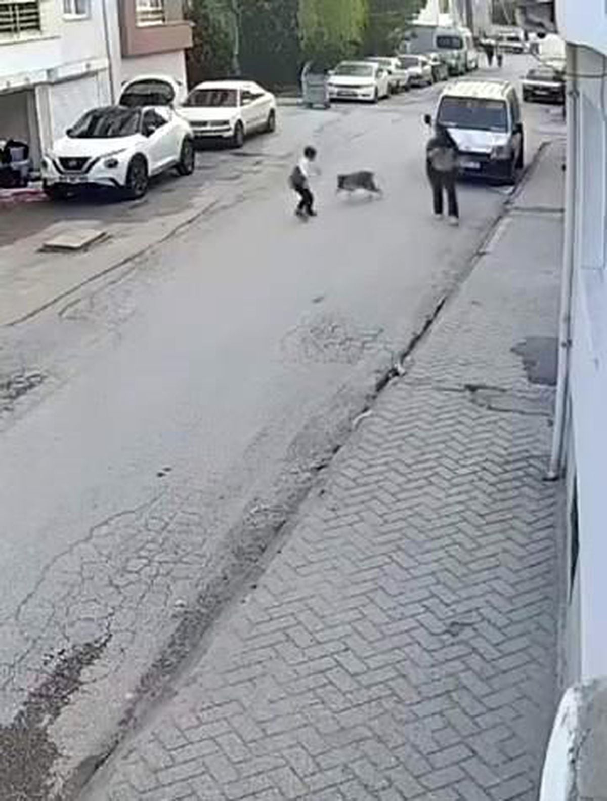 Bir anda koşup havlayan köpek küçük çocuğu korkuttu