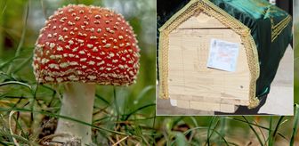 Daha 32 yaşındaydı! Yediği mantar hamile kadının sonu oldu