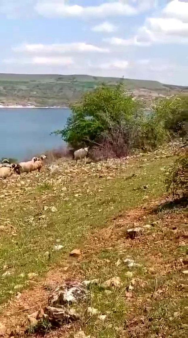 elazig da beyaz ala geyik bu kez koyun surusu 4 19830667 o