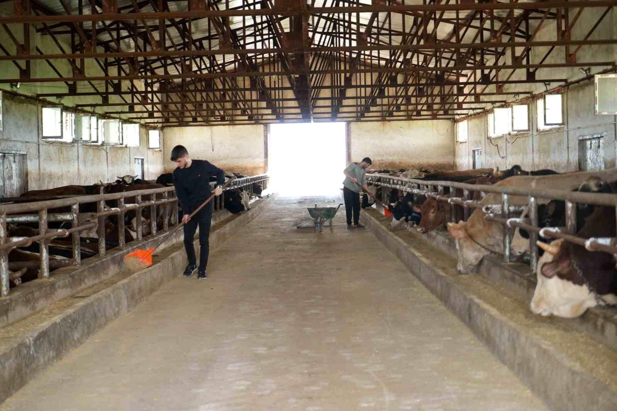 Muş'tan batı illerine 50 bin kurbanlık hayvan sevk edilecek