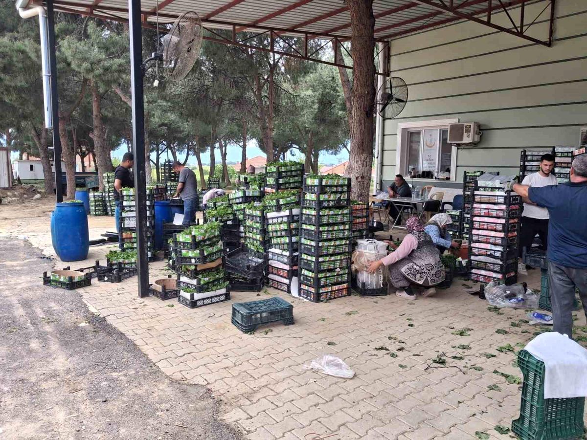 Taze bağ yaprağı aile ekonomisine can suyu oldu