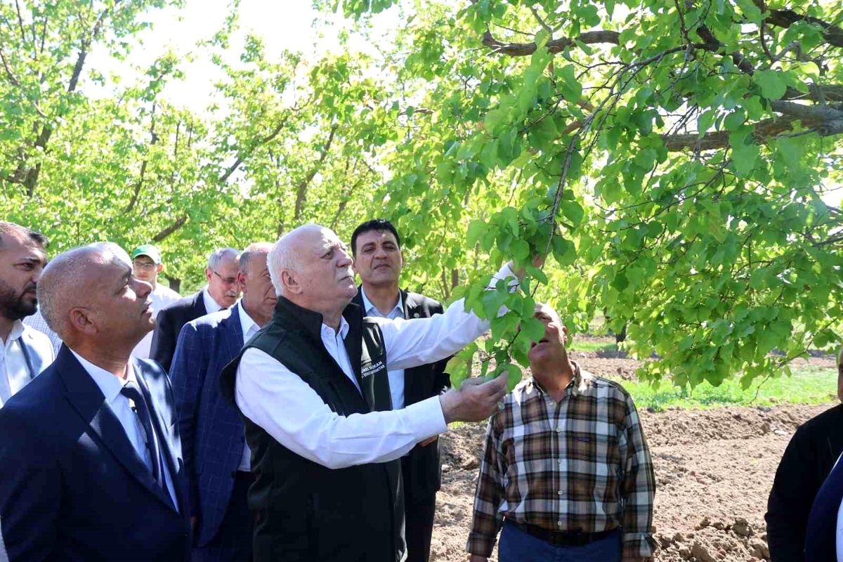 TZOB Genel Başkanı Bayraktar: "Iğdır'daki kayısı bahçelerimiz dondan zarar gördü"