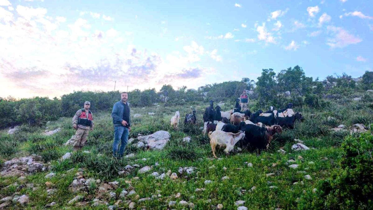 Kilis'te kaybolan 90 küçükbaş hayvan bulundu