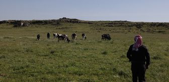 İsrail'in Suriye'nin Kuneytra kırsalındaki baskınları çobanların geçim kaynaklarını hedef alıyor