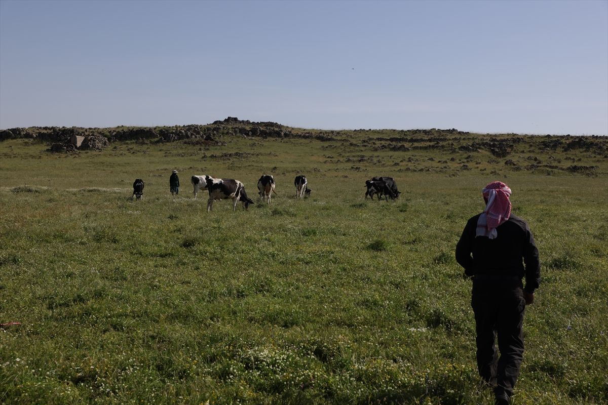 İsrail'in Suriye'nin Kuneytra kırsalındaki baskınları çobanların geçim kaynaklarını hedef alıyor
