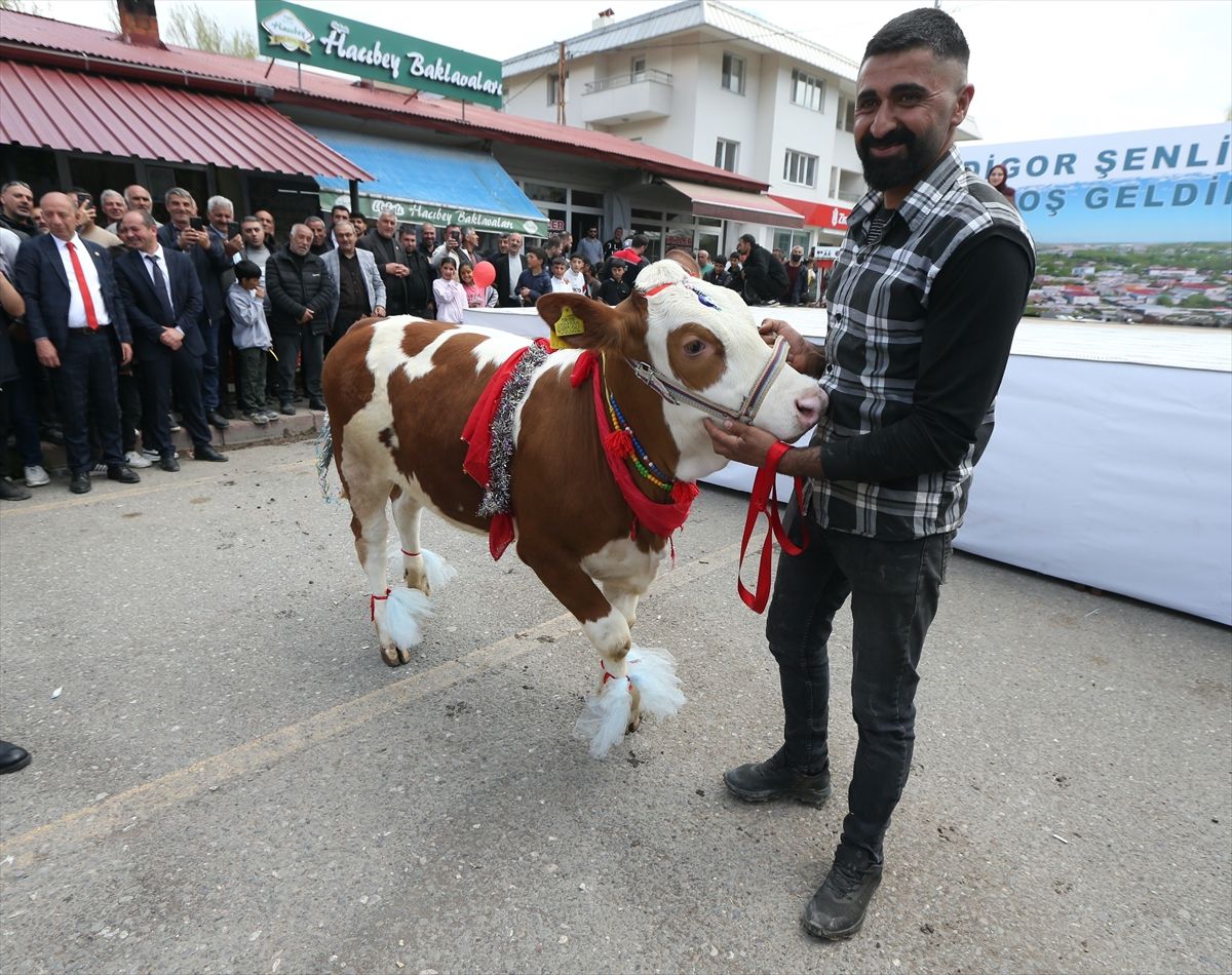 Kars'taki Digor Şenliği'nde besicilerin süslediği buzağılar güzellikte yarıştı