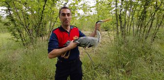 Zonguldak'ta derede yaralı halde bulunan gri balıkçıl tedavi altına alındı
