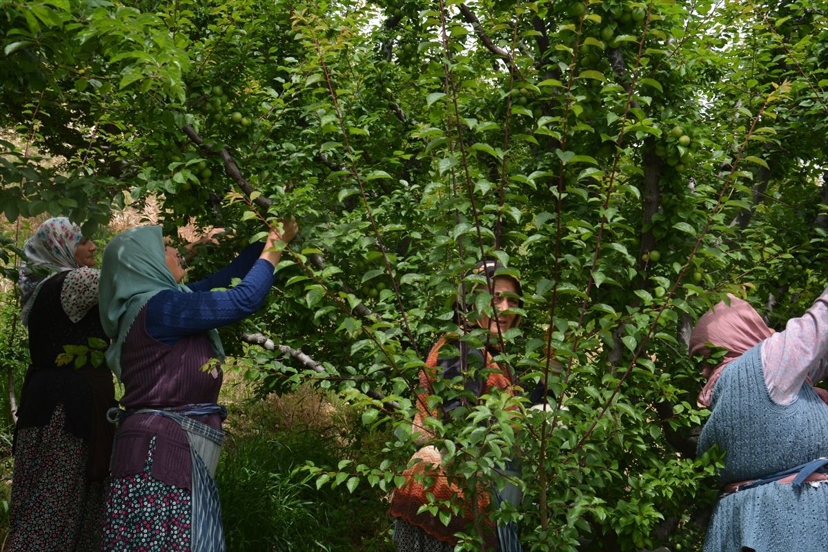 Gülnar'da tescilli Gezende eriğinde hasat dönemi başladı
