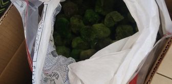 Kapıkule'de yolcu otobüsünde 2 bin 125 canlı yeşil alg ele geçirildi
