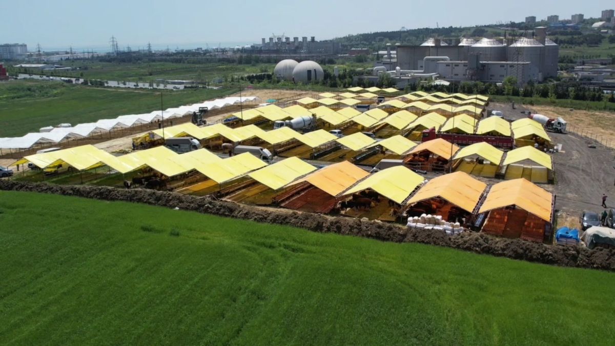 Kurbanlıklar Avcılar'da kurulan pazardaki çadırlarda yerini aldı