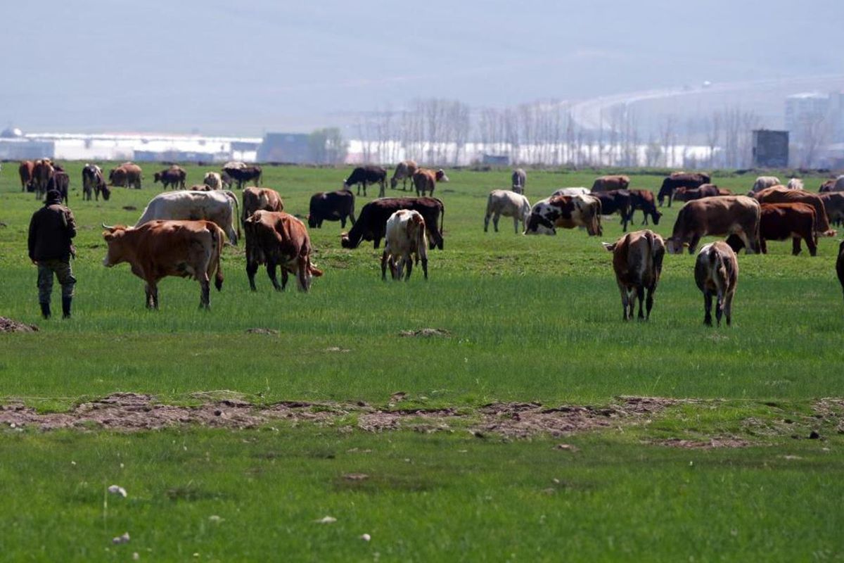 Kurbanlıkta yeni dolandırıcılık yöntemi! Fotoğrafla tuzak kuruyorlar