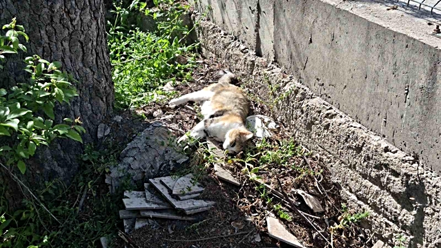 Sabah beslediği anne ve yavru kediyi öğlen telef olmuş halde buldu